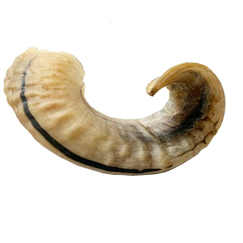 Lamb Horn (2 Count Full Size) Lamb Horn Antler Dog Chews Horn Bones