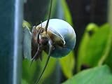 Aquatic Arts 3 Live Blue Mystery Snails Freshwater Aquarium Algae Scraper / Real Living Nano Fish Tank Pet | Glass Cleaning Snail | Natural Decor