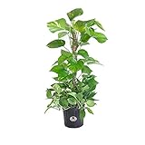 United Nursery Golden Pothos Totem Live Indoor Air Plant. 38