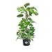United Nursery Golden Pothos Totem Live Indoor Air Plant. 38" Shipping Size. Shipped Fresh in Grower Pot from Our Florida Farm