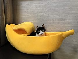 sheltie blowing coat