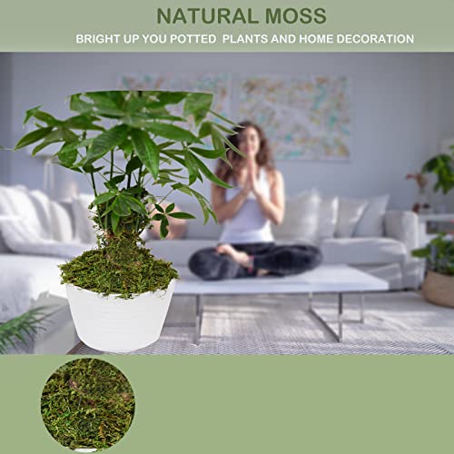 Fake Moss Artificial Moss for Potted Plants Greenery Moss(4OZ) Home