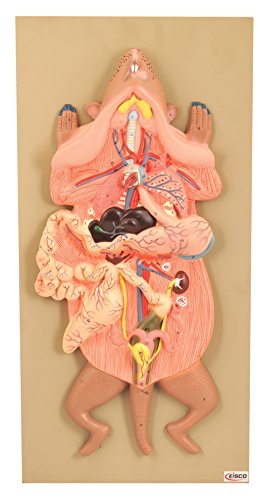 EISCO Plastic Female Rat Organ Dissection Model