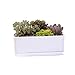 White Ceramic Rectangular Flower Pot,6.5 inch Modern Minimalist White Ceramic Succulent Planter Pot/Container with Ceramic Tray