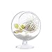 Mkono Air Plant Terrarium 5 Inch Succulent Glass Planter Container Plant Display Vase