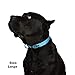 Classic Comfort Dog Collar Premium Nylon Neoprene Padded Dog Collar for Large Sized Dog Comfortable Collar for Your Dog by Wagtime Club. (Bright Blue) L