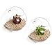 MyGift Mini Indoor Wall Planter, Hanging Glass Globe Terrariums for Air Plant, Succulents and Candle Display, Set of 2