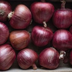 Large Italian Onion Ramata di Milano Rossa Around
