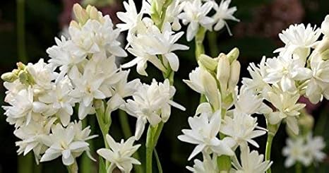 Siam Garden Round The Year Flowering Plant Rajanigandha Highly Fragrant Flower Bulbs Seeds Double Tuberose 20 Live Bulb Amazon In Garden Outdoors