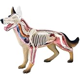 Tedco 4D Vision Dog Anatomy Model | 4D Dog Anatomy Model Kit, STEM Biology Learning Toy, Build a Realistic Animal Model, Ages 8+