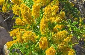 10 Seeds of Honey Mesquite Tree (Prosopis glandulosa) - Drought Tolerant, Organic, Zone 7-11