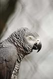 African Grey Parrot Journal: 150 Page Lined Notebook/Diary by CS Creations
