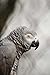 African Grey Parrot Journal: 150 Page Lined Notebook/Diary by CS Creations