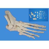 Wellden Medical Anatomical Foot Skeleton Model,disarticulated and Assembled By Magnets, Life Size