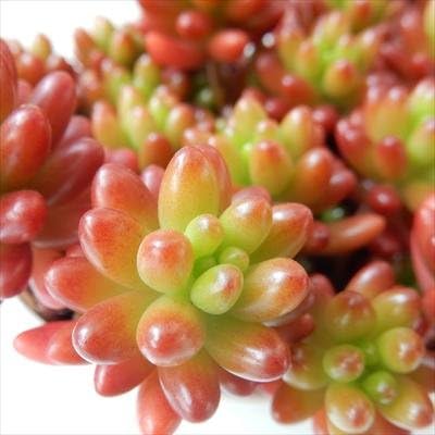 Amazon Yaセダム 虹の玉 多肉植物 セダム ニジノタマ ミニ観葉植物 観葉植物 オンライン通販