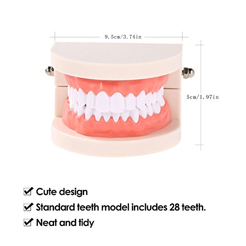 Dentures Dental teeth teaching model Adult Gums Standard Demonstration Tool for Kindergarten Brushing Teaching By Brigedental - Thumbnail 4