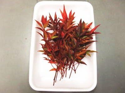 Amazon Oishiina Shop 飾り葉 南天 赤 ナンテン 1ケース 500g前後 10パック前後 オーガニックプロモーション 食品 飲料 お酒 通販 Amazon Oishiina Shop 飾り葉 南天 赤 ナンテン 1ケース 500g前後 10パック前後 オーガニックプロモーション 食品 飲料 お酒 通販