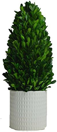 Galt International Tower Topiary Plant with White Pot, 13.5-Inches Naturally Preserved Real Boxwood