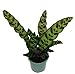 Rattlesnake Plant - Calathea lancifolia - Easy House Plant - 4" Pot primary