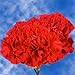 GlobalRose 200 Fresh Cut Red Carnations - Fresh Flowers Wholesale Express Delivery