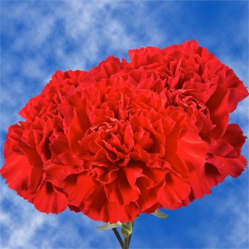 GlobalRose 200 Fresh Cut Red Carnations - Fresh Flowers Wholesale Express Delivery GlobalRose 200 Fresh Cut Red Carnations - Fresh Flowers Wholesale Express Delivery