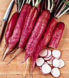 PREMIER SEEDS DIRECT - Radish Seeds - China Rose Winter - 10 Grams