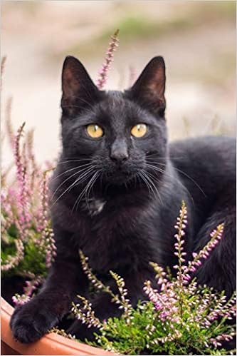 black cat beautiful