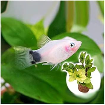 Amazon 熱帯魚 水草 ホワイト ミッキーマウスプラティ ４匹 ライフマルチ 茶 寄せ植えミックス 水上葉 １個 北海道航空便要保温 Charm チャーム 生体水草 通販