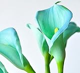 Calla Lily Bulbs, Radiation Absorption, 20 Bulbs (Calla No: 9)