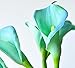 Calla Lily Bulbs, Radiation Absorption, 20 Bulbs (Calla No: 9)