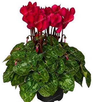 Amazon Co Jp 100pcs 12kindsシクラメン種子 鉢植え種子 花種子 完全なバラエティ 出芽率95 放射線吸収 混色 11 ホーム キッチン