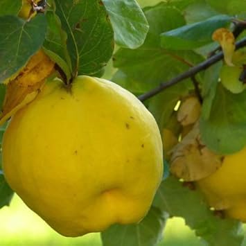 Amazon かりん 苗 マルメロ 1年生 接ぎ木 ポット苗 苗