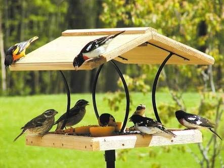 Hns Eco Friendly Royal Look Wooden Bird And Squirrel Food Feeder