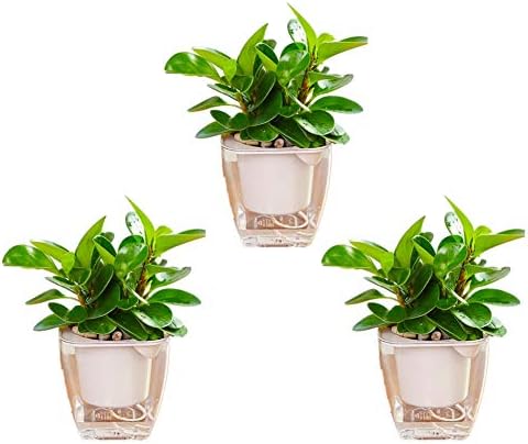 Jitnzee 3 Pack Self Watering Planter Square Lazy Flower Pot Home Decor Container for Succulents Herb African Violets (S)