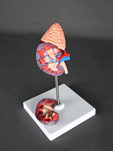 image for Vision Scientific Life-Size Kidney Model - Median Sagittal Sectioned -