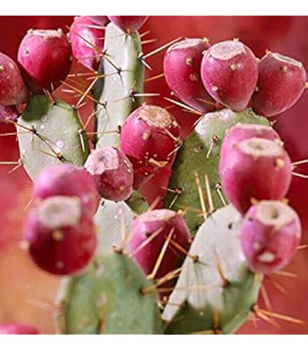 Figues de Barbarie : récolte, conservation et utilisation - Blog