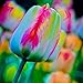 TEXXIS 100pcs/ Bag Rainbow Tulip Bulbs Seeds Garden Flower Plant Flowers