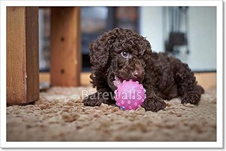 cosmic rays labradoodles