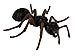 Safari Ltd. Life Cycle of an Ant Set - Detailed Educational Toy Figurines - Realistic Ant Development Stages Collection for Boys, Girls & Kids Age 4+