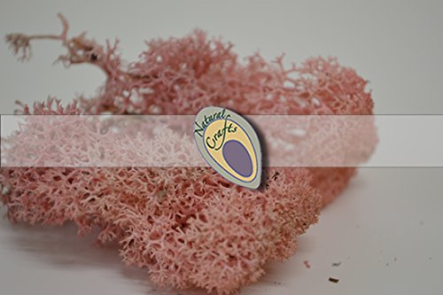 Dried Reindeer Moss Light Pink Various Weights (1, 25g)