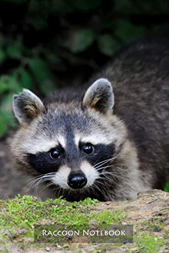 Raccoon Notebook: Portable lined Raccoon - Travel Journal to write in - 120 pages - 6"x9"