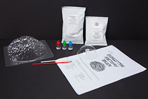 Scientific Explorer Disgusting Anatomy Brain