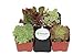Shop Succulents Assorted Succulent (Collection of 4)