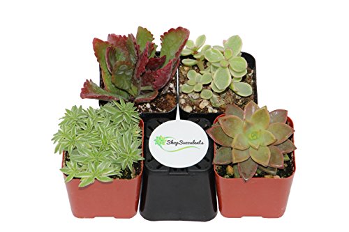 Shop Succulents Assorted Succulent (Collection of 4)