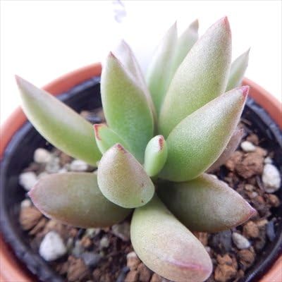 Amazon Hmコチレドン モンキーネイル 多肉植物 コチレドン 6cmポット 観葉植物 オンライン通販 Amazon Hmコチレドン モンキーネイル 多肉植物 コチレドン 6cmポット 観葉植物 オンライン通販