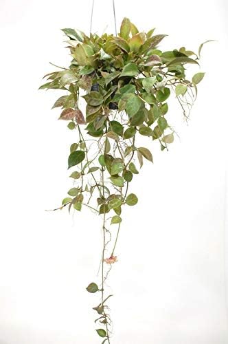 Rare Hoya cv. Sunrise- Natural Plants