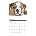 Just Bulldog Puppies 2019 Wall Calendar (Dog Breed Calendar)