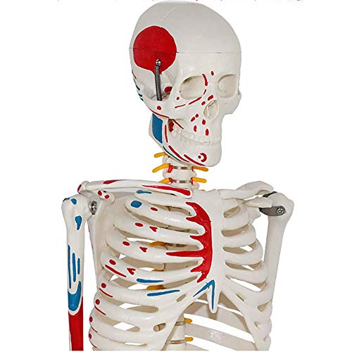 ZQDL 85CM Human Skeleton Model with The Half-Muscle Coloring Point Spine Nerve Medical Teaching Equipment - Thumbnail 4