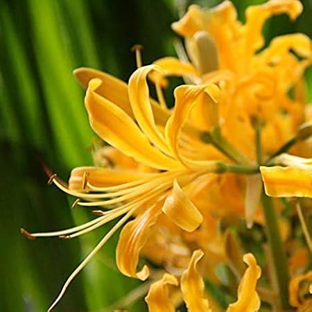 FernsFly IMP. Nerine Lily / Jersey lily / Spider lily Attractive Flower Bulbs Home Outdoor Flowering Gardening Bulbs Blooming planting (Pack of 10 Yellow Nerine Lily)