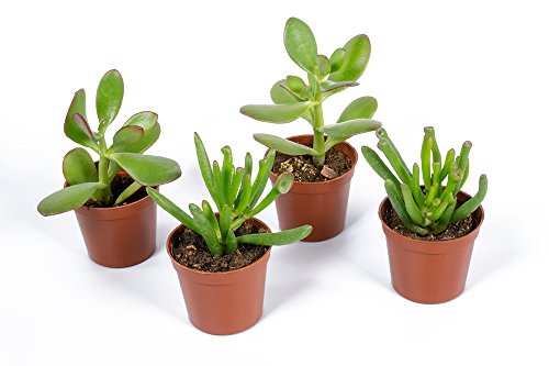 Seville Farms TP019 Succulent Jade Plant, Multicolor